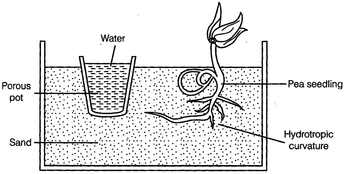 hydrotropism examples in plant growth and survival