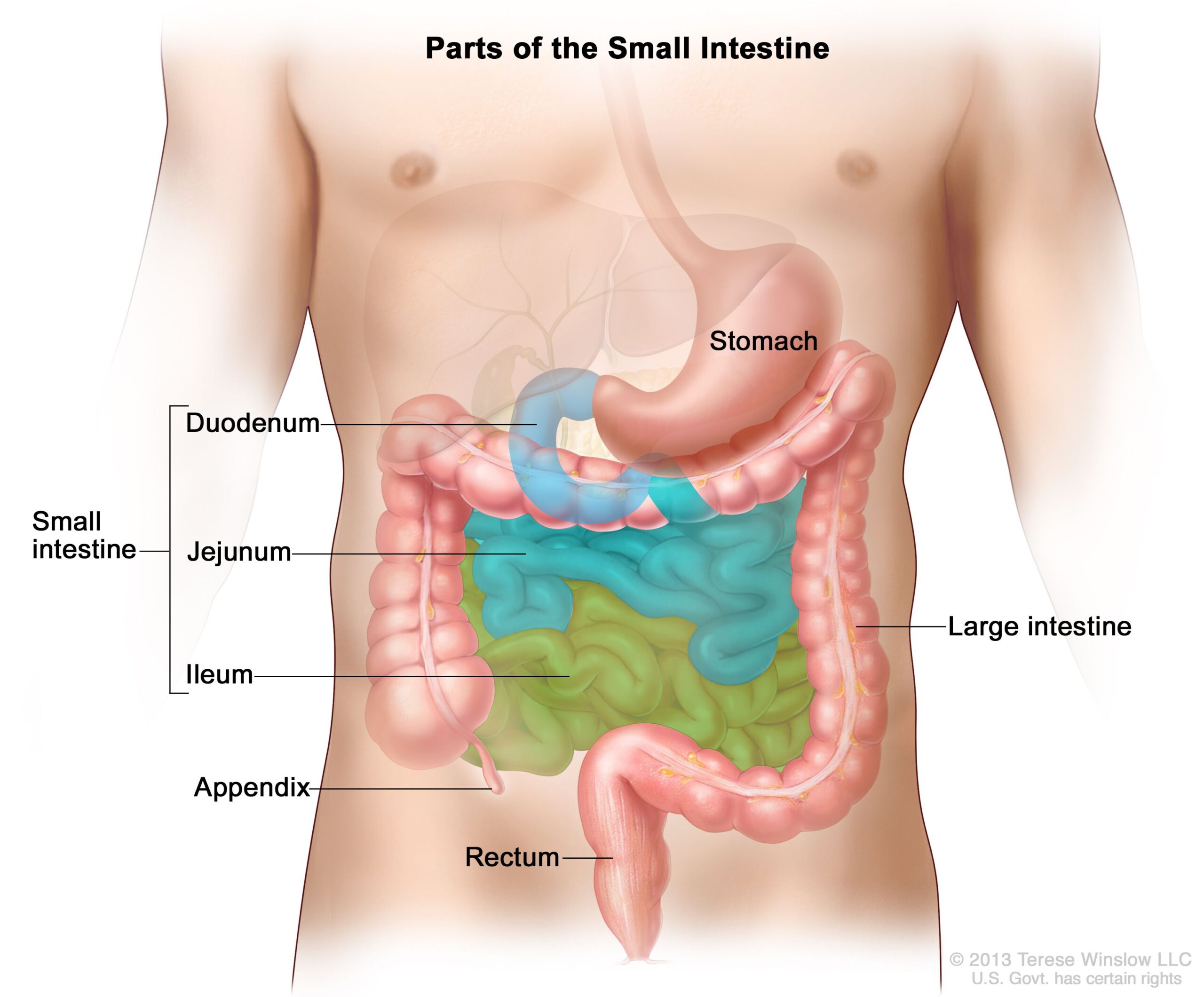 ilium and ileum are examples of key digestive structures scaled