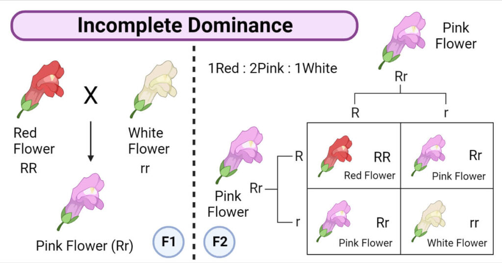 incomplete dominance examples in plants and animals