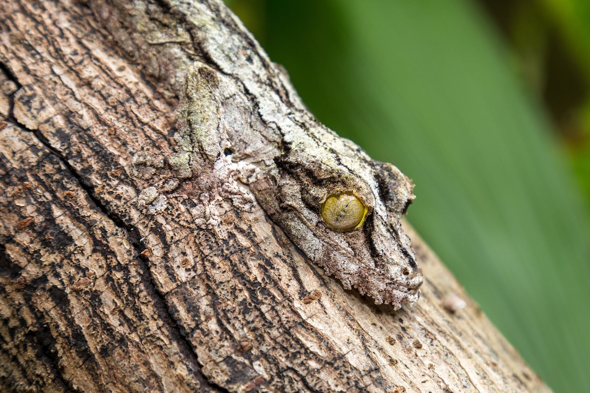 incredible examples of camouflage animals in nature