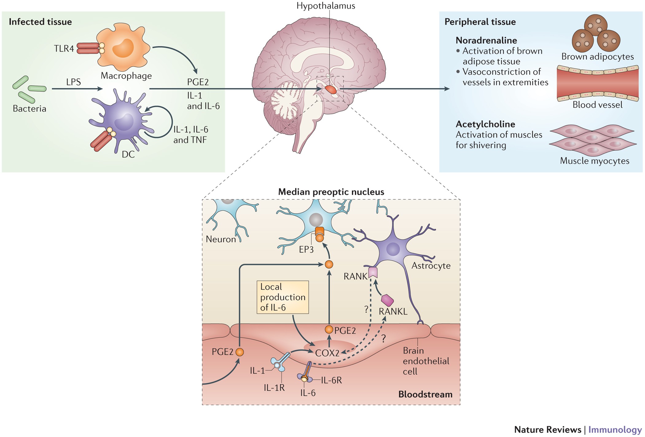 inflammation and fever in immune responses