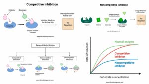 Inhibition Meaning in Biology with Key Examples