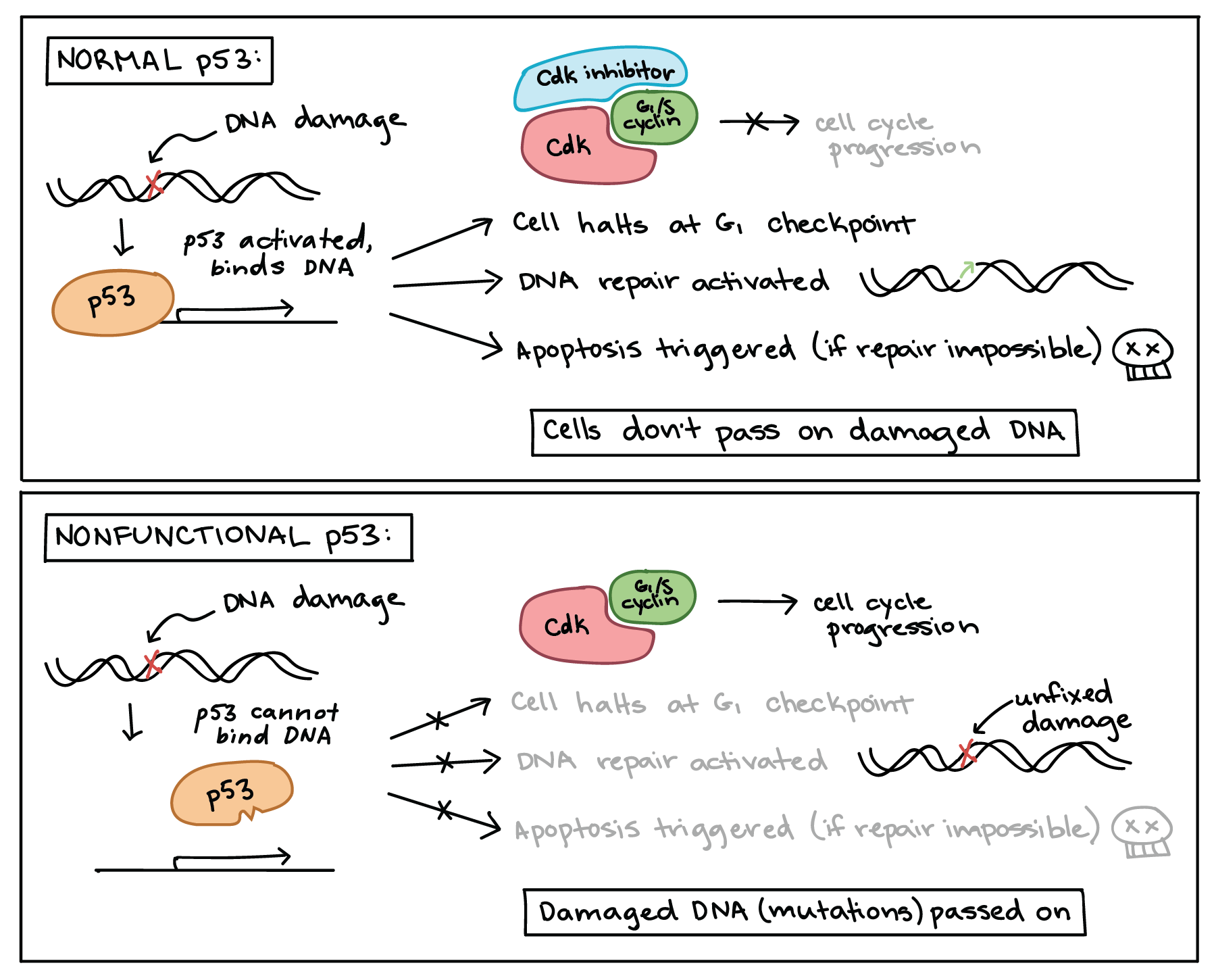 inhibitory proteins are encoded by key genes examples explained