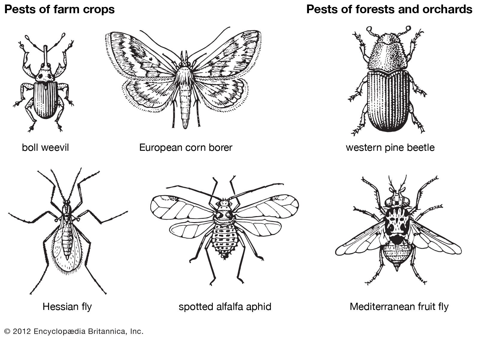 insects that attack crops identifying key threats