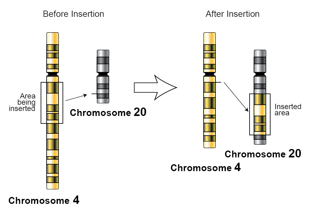 insertion mutation examples in genetics and plants
