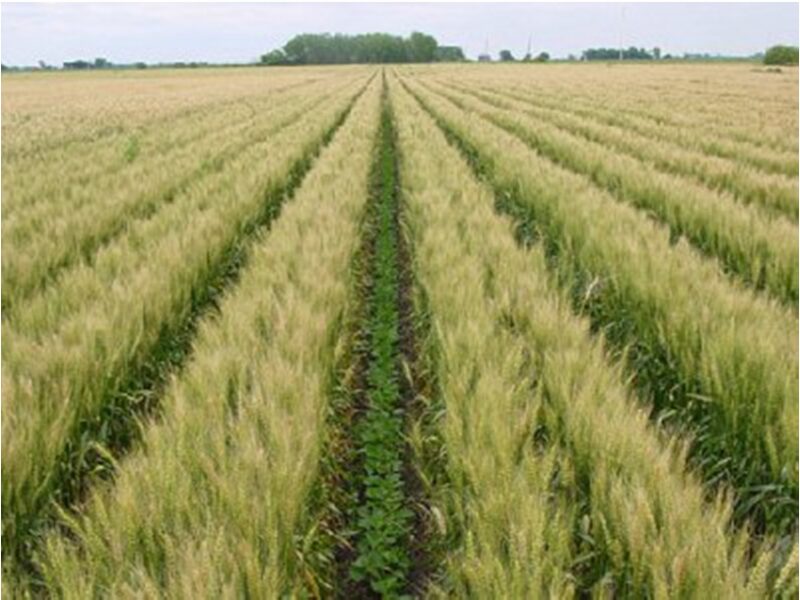 intercropping examples for sustainable farming
