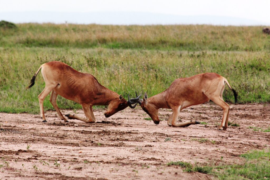 intraspecific competition examples natures struggle for resources scaled