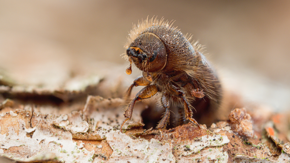 invasive species examples impacting our ecosystems