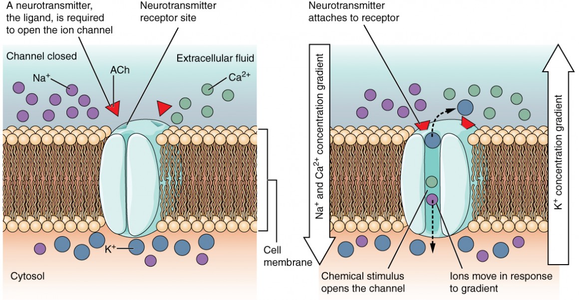 ion channels embedded in cell membranes