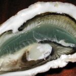 is an oyster a shellfish understanding their classification