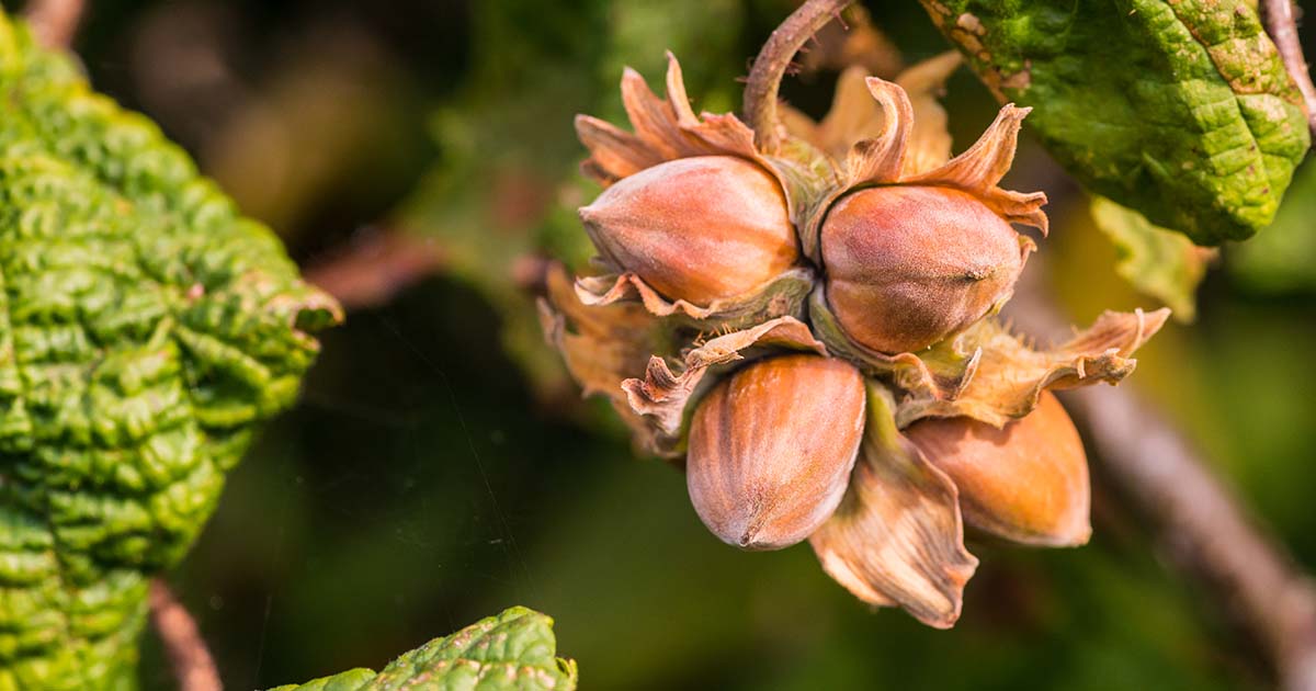 is hazelnut a tree nut understanding its classification