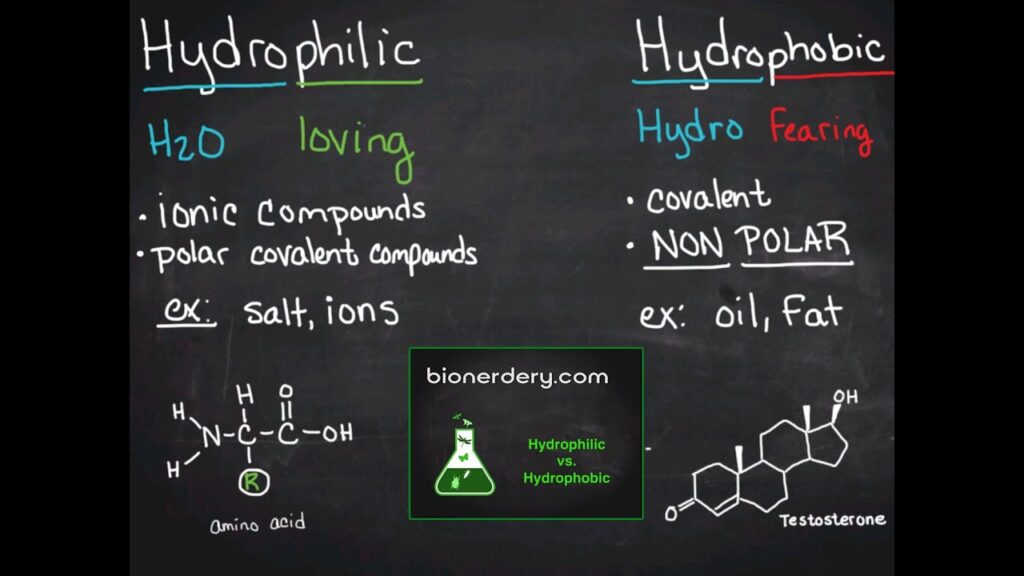 is hydrophilic polar or nonpolar key examples explained