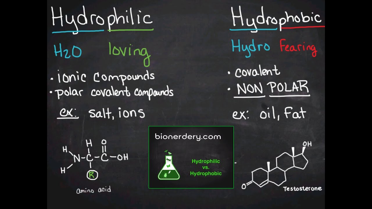 is hydrophilic polar or nonpolar key examples explained