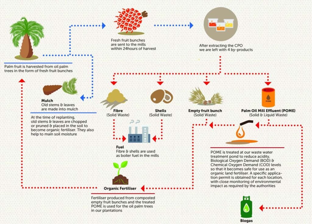 is palm oil a seed oil key facts and examples explained