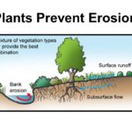 Methods on How to Prevent Soil Erosion Today methods on how to prevent soil erosion today