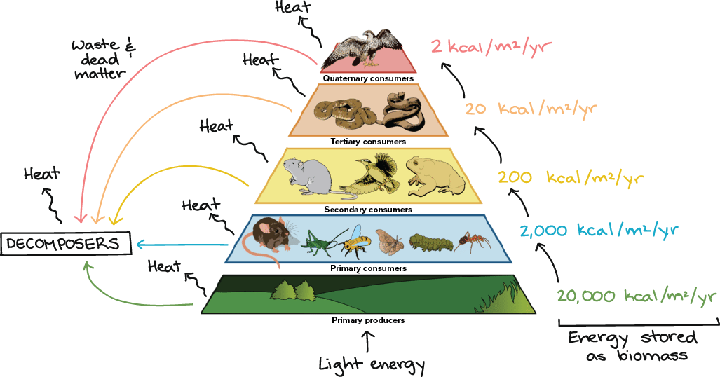 organisms that consume debris and foreign objects key examples