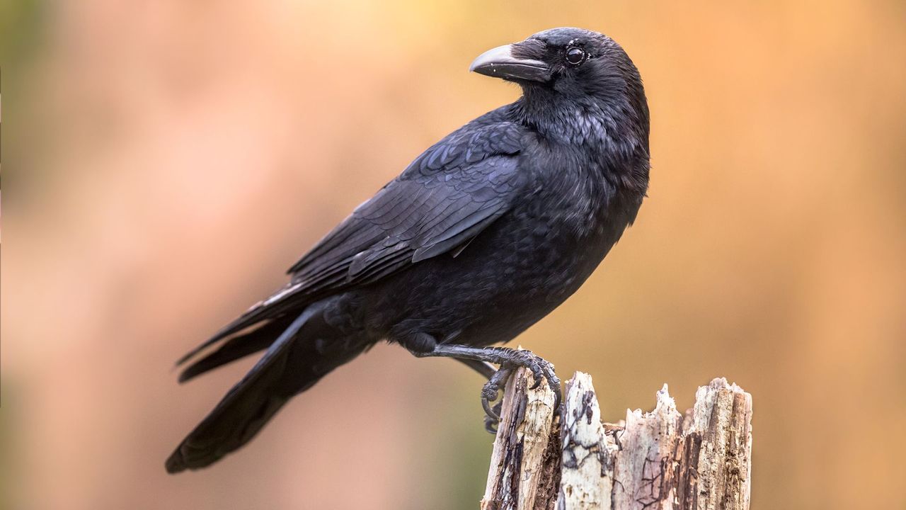 remarkable examples of crow intelligence in nature