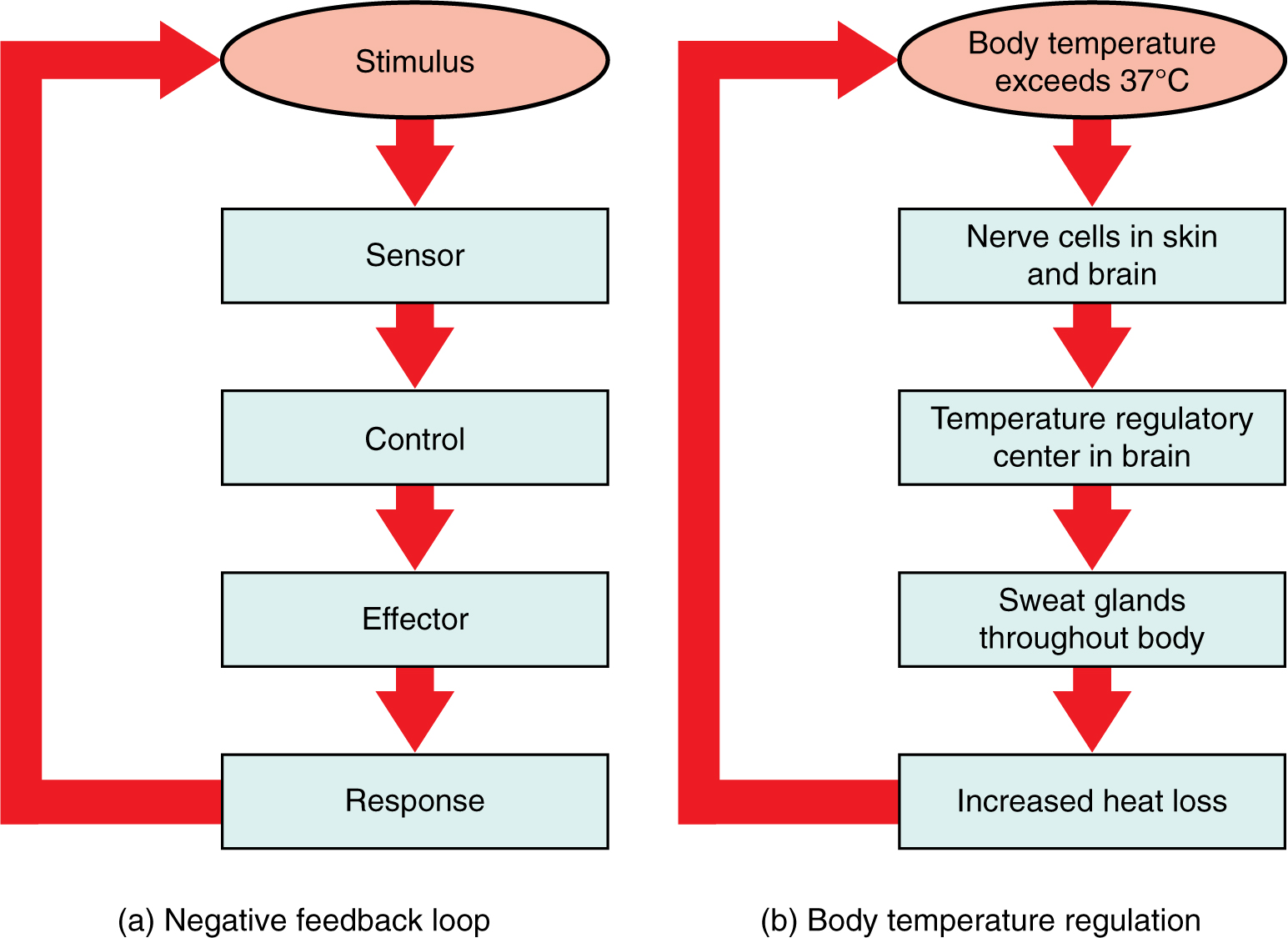 results of negative feedback process