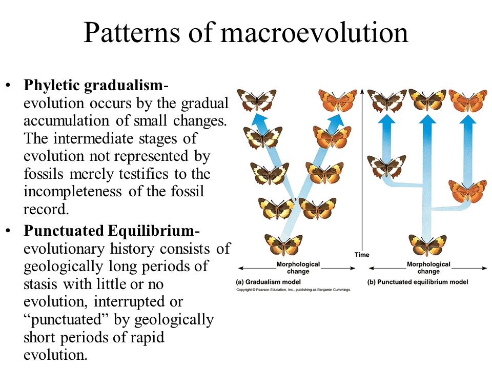 simple examples of gradualism definition in biology