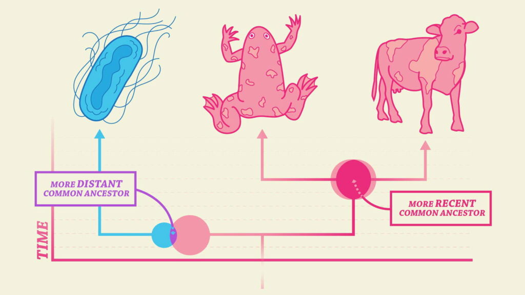 specific evidence for common ancestry in the animal kingdom