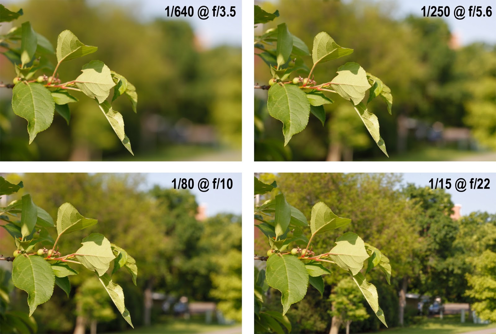 transform your photos with deep depth of field examples