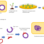 transformative examples of gmos in medicine today 1