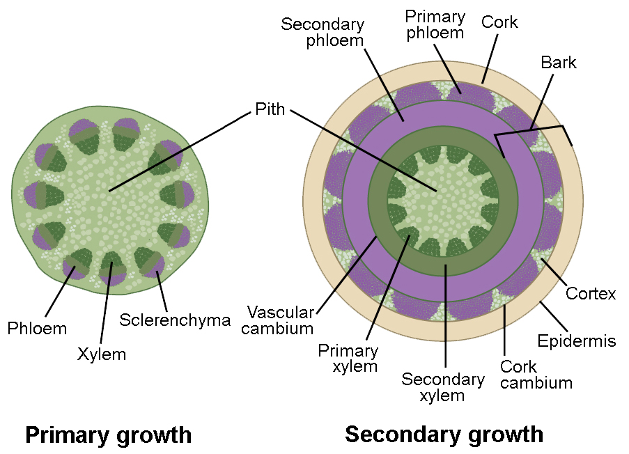 two examples of stem tissue differences young vs mature