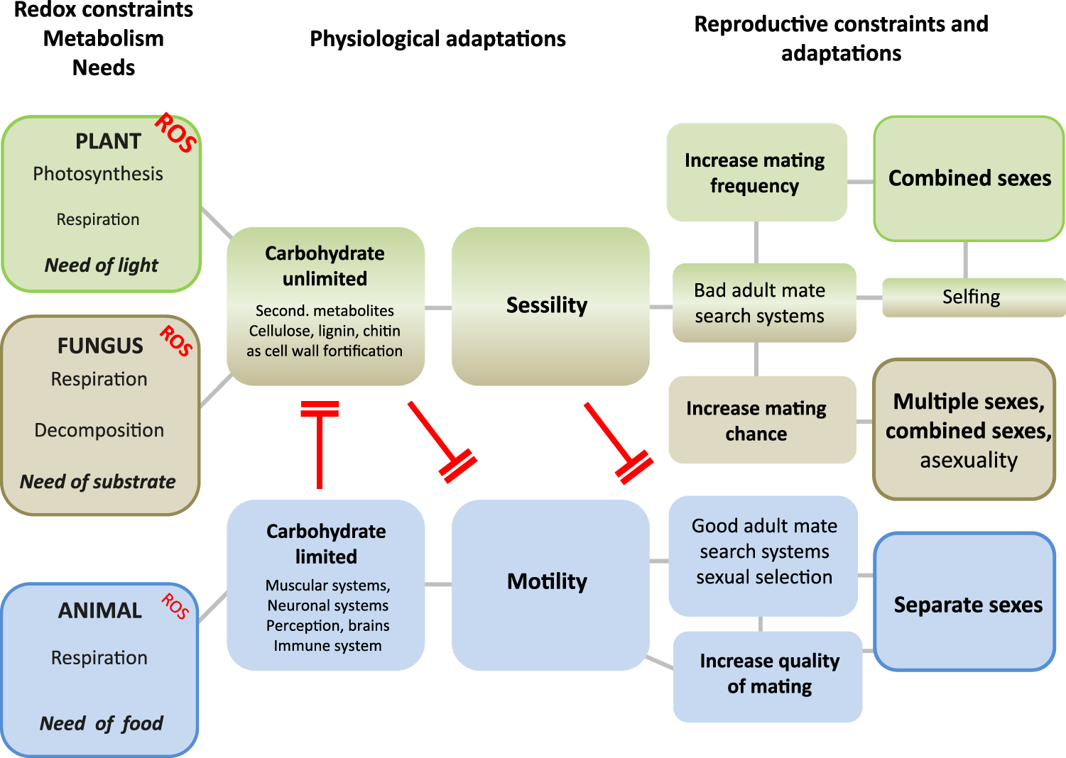 two key examples of oxygens role in evolutionary change