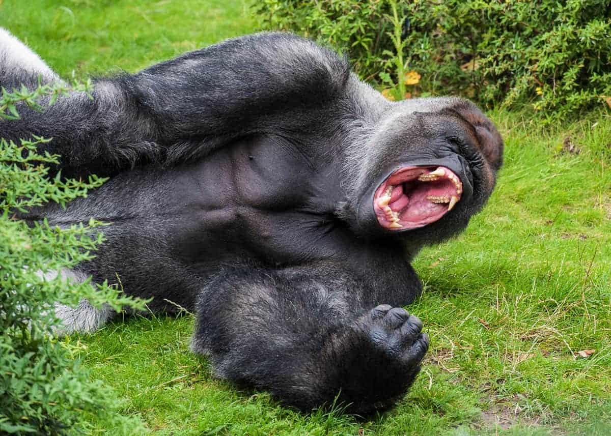unbelievable examples of how strong is a gorilla