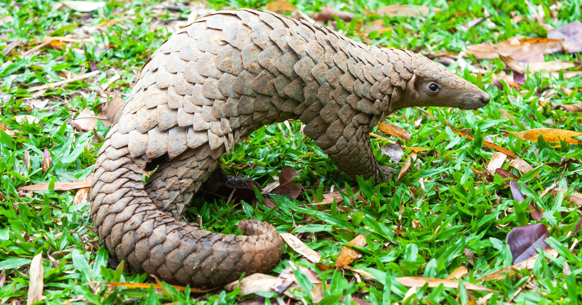 urgent examples of endangered animals and their conservation