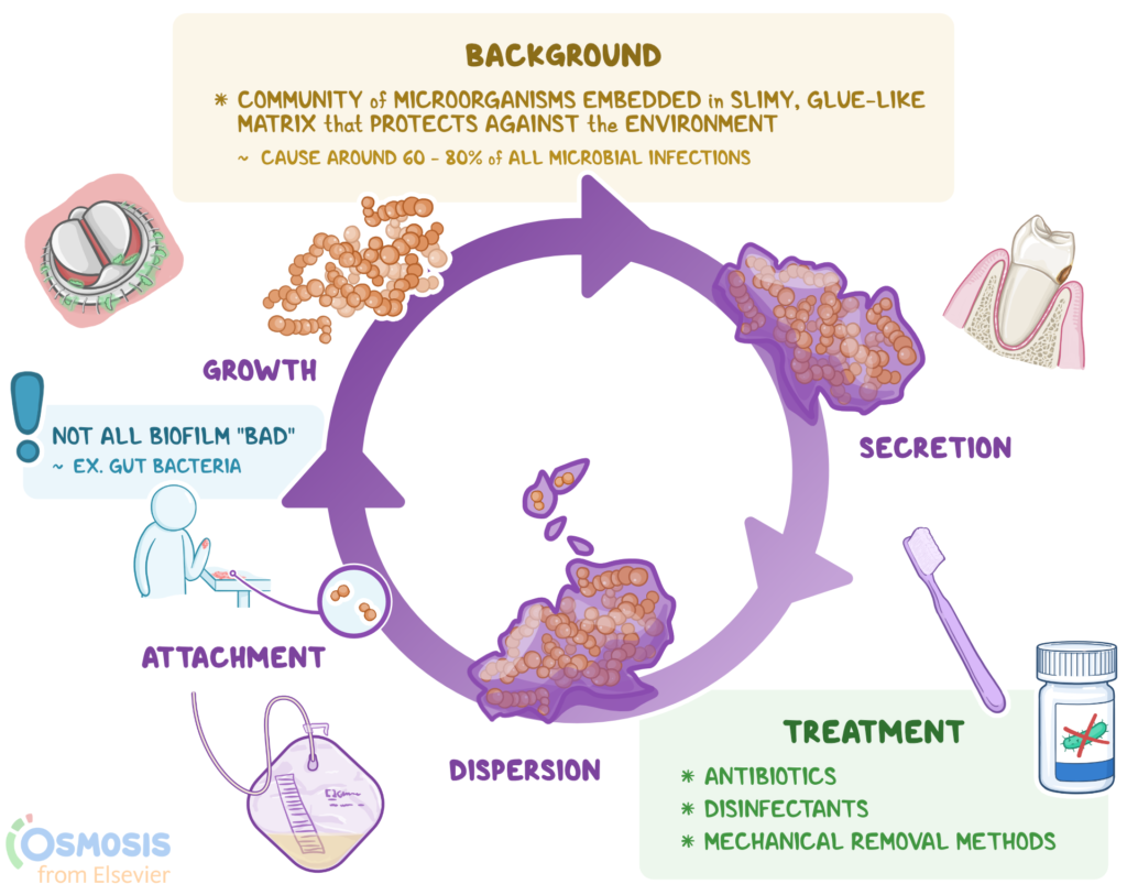 ways to get rid of biofilm in your home