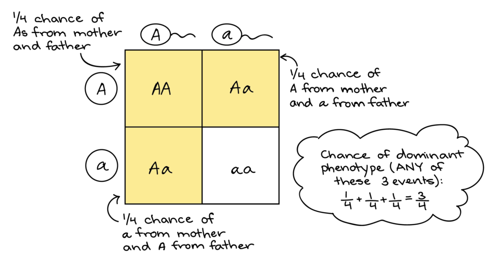 what aa dd bb yy are all examples of