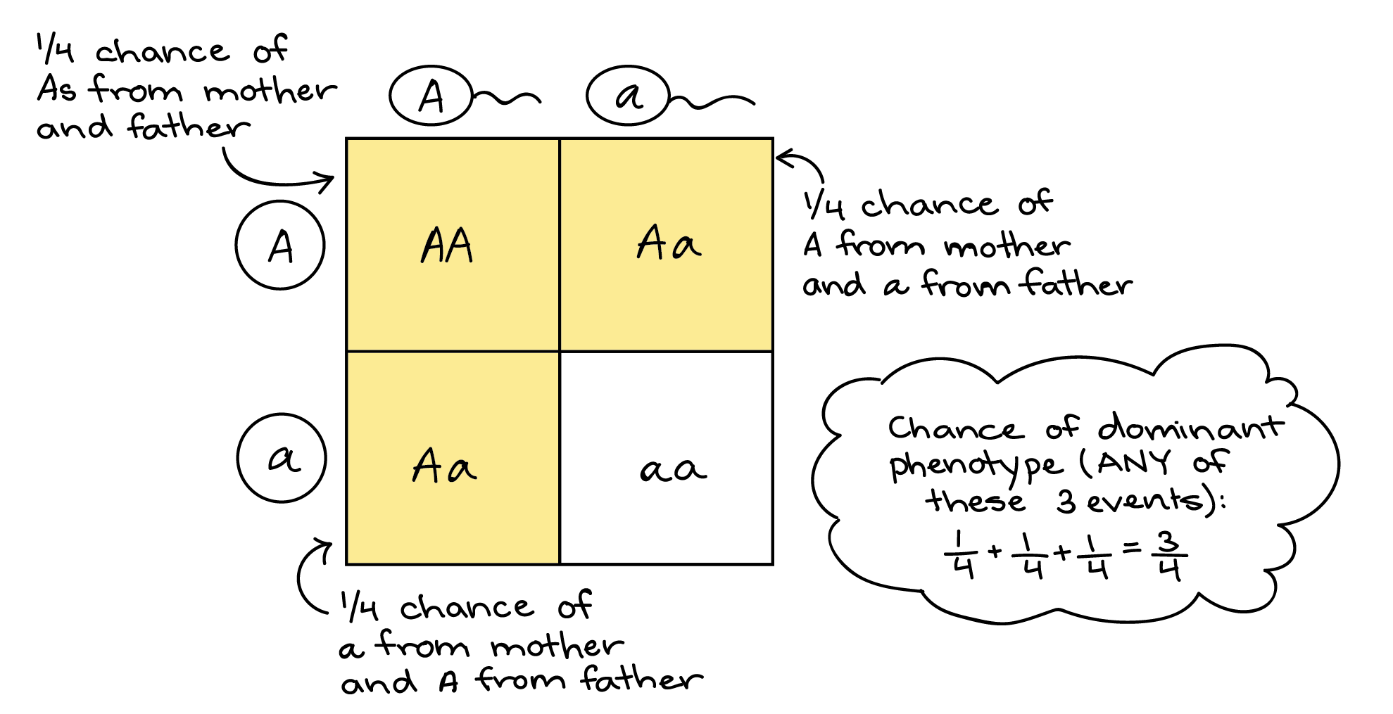 what aa dd bb yy are all examples of