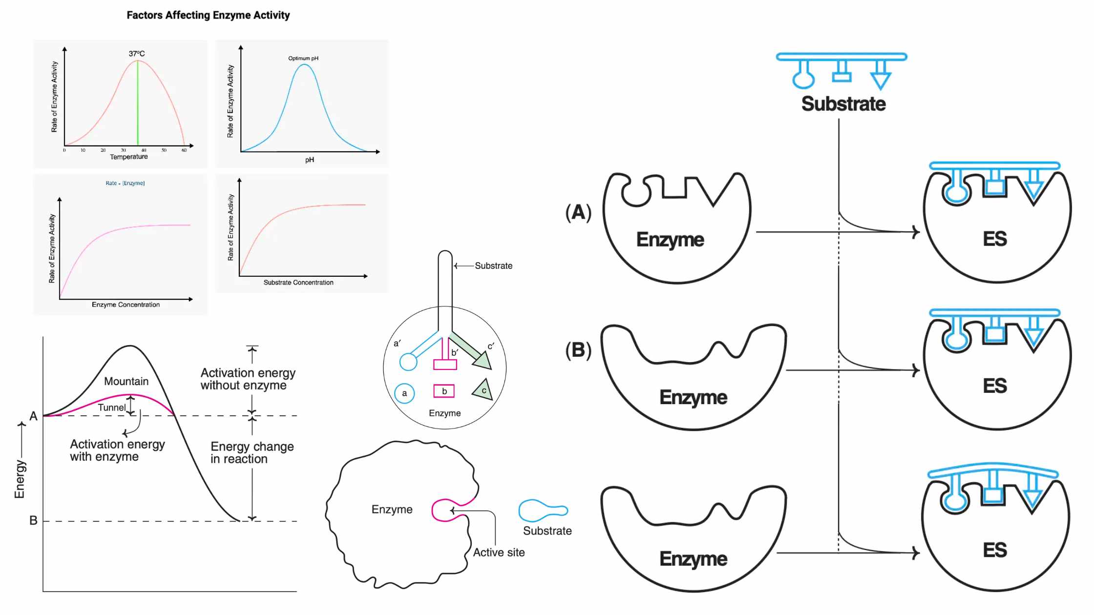 what type of molecule are catalase polymerase and amylase